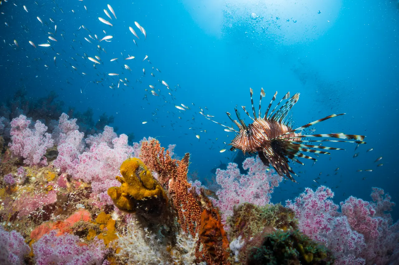 Dragefisk snorkling ved similan oen