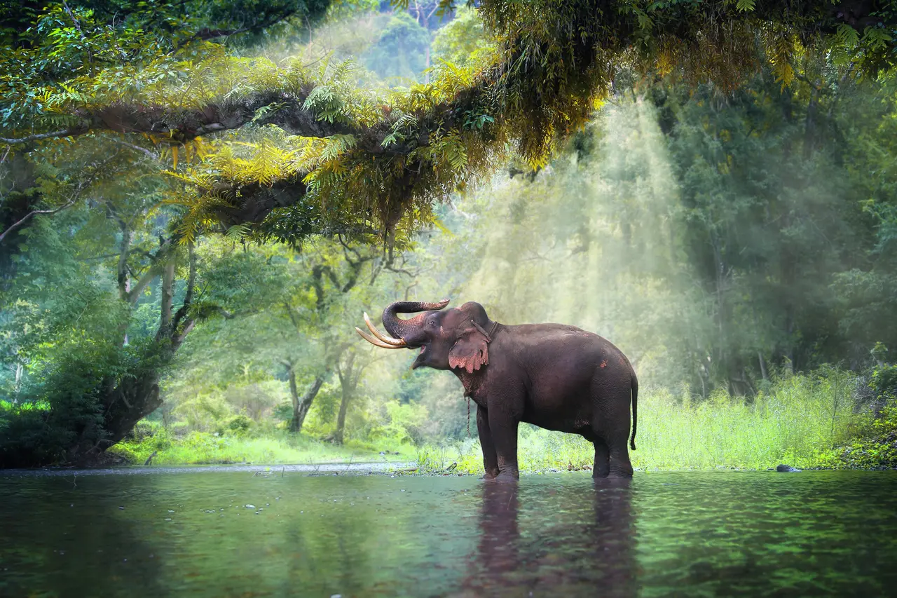 Fri elefant i vand skov