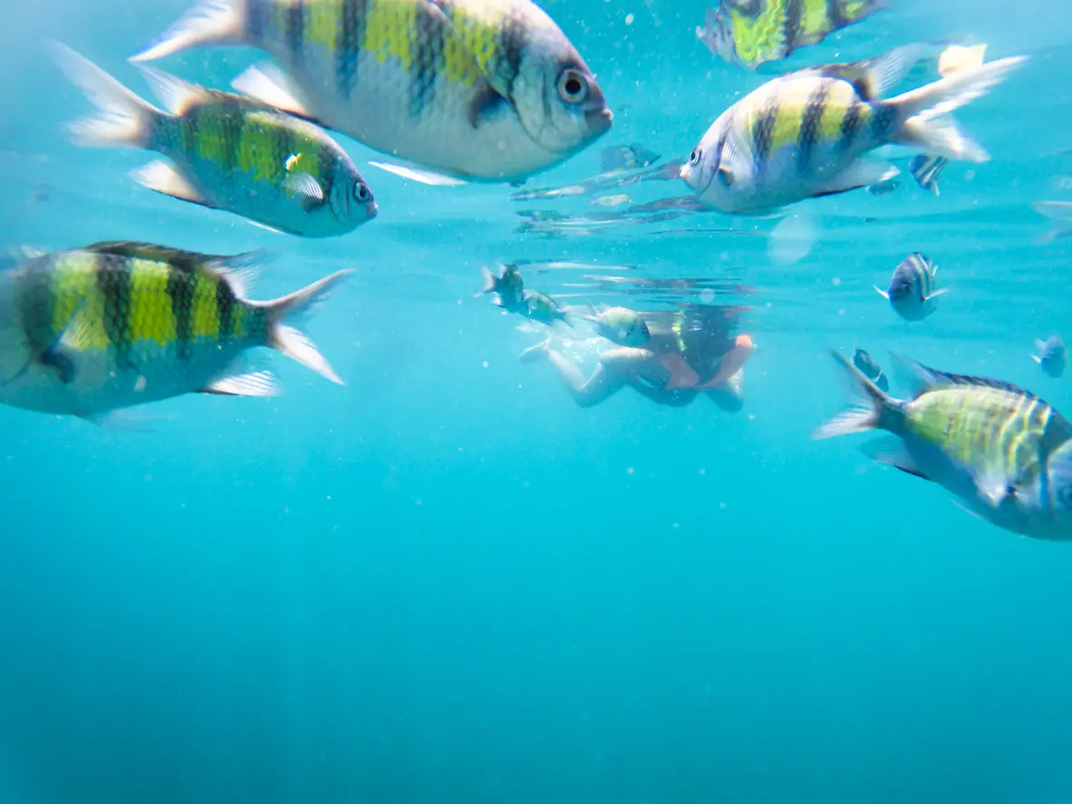 Stribede fisk foran en snorkler lige under havoverfladen.