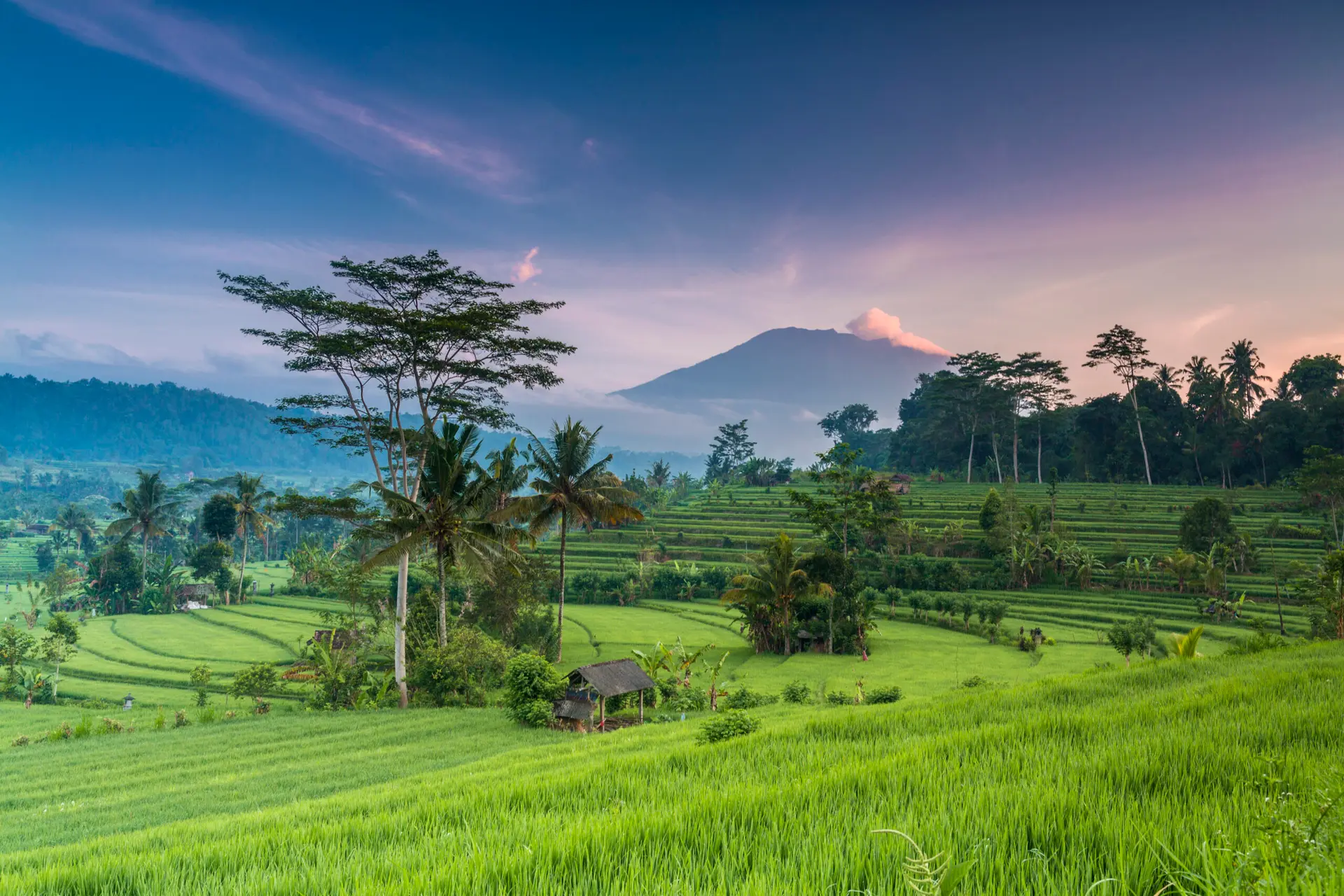 Den store Bali-rejse med ‘audiens’ i de folkekære Ubud, Lovina, Amed og Sanur
