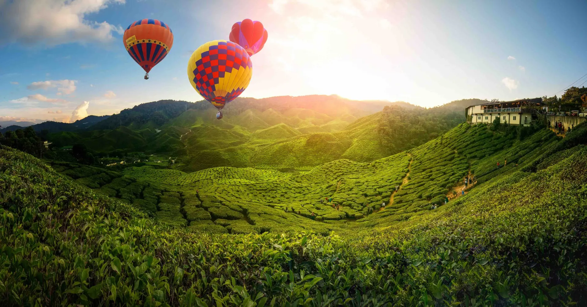 Cameron highlands
