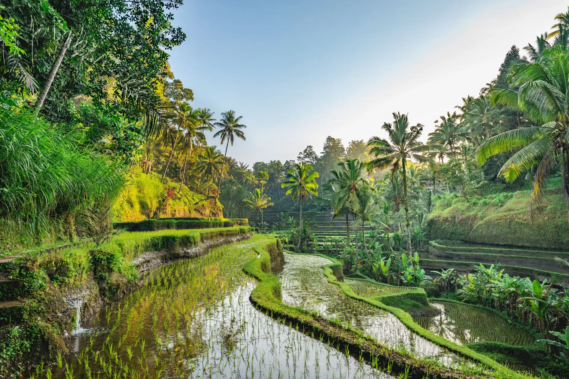 Rismarker ved ubud