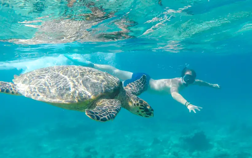 Skildpadde gili air