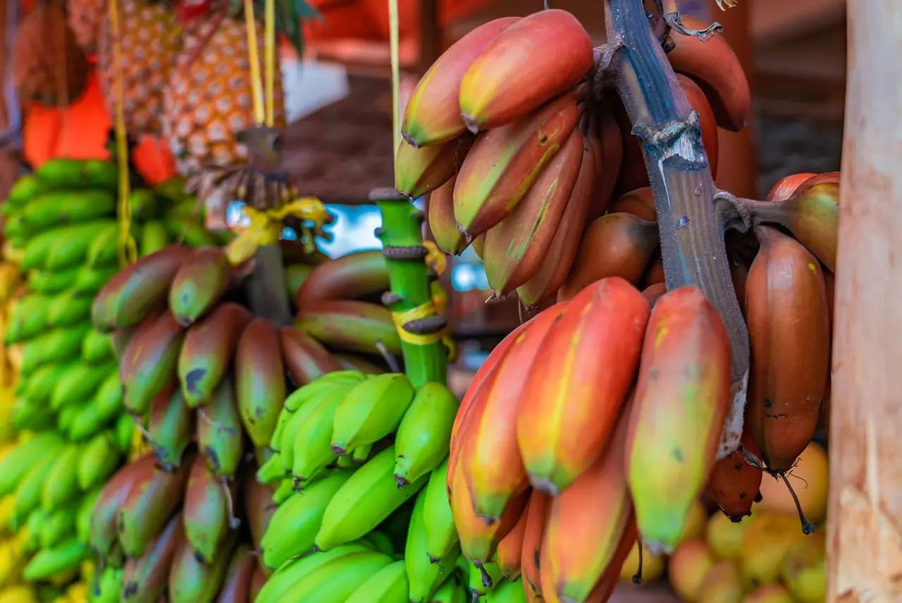 Klaser af rødlige og grønne bananer hænger tæt ved en frugtbod.