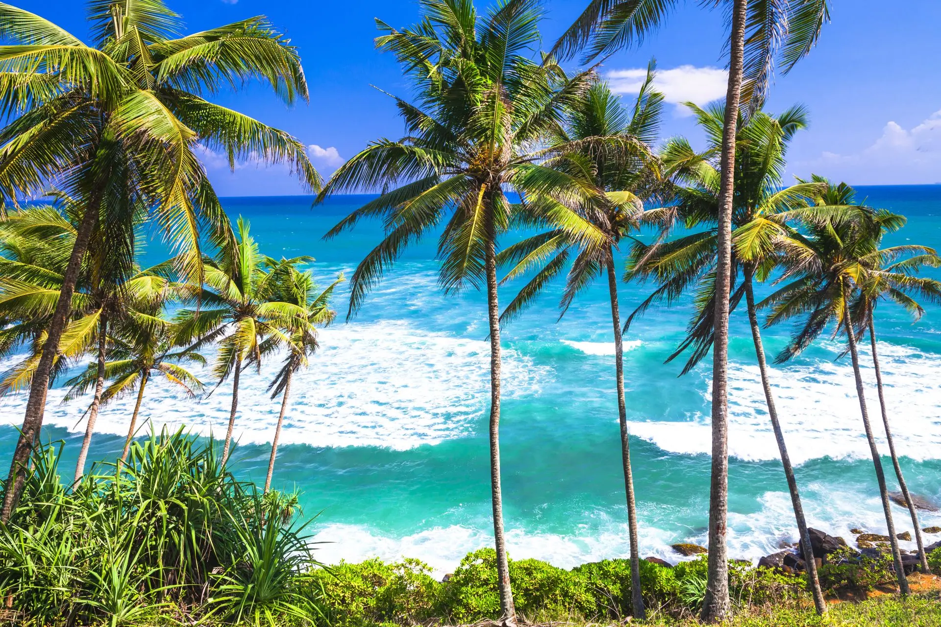 Palmastrand paa sri lanka