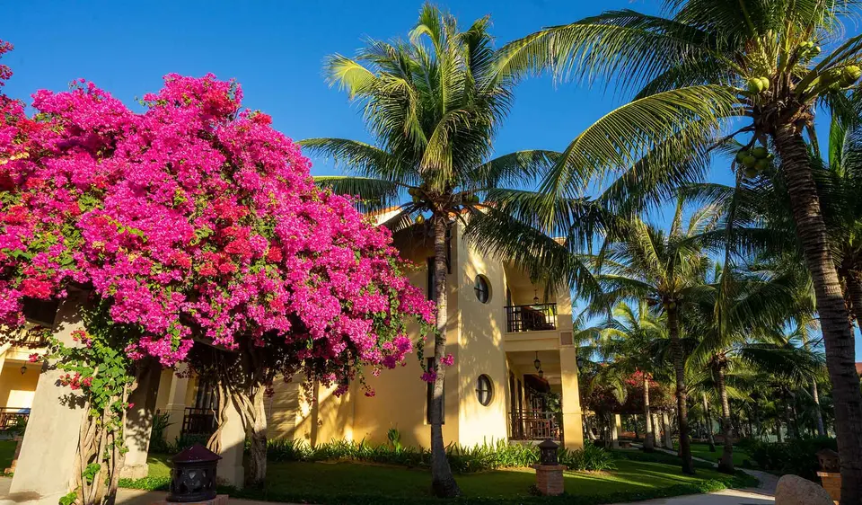 Gul hotelbygning mellem palmer og et træ med pink blomster.