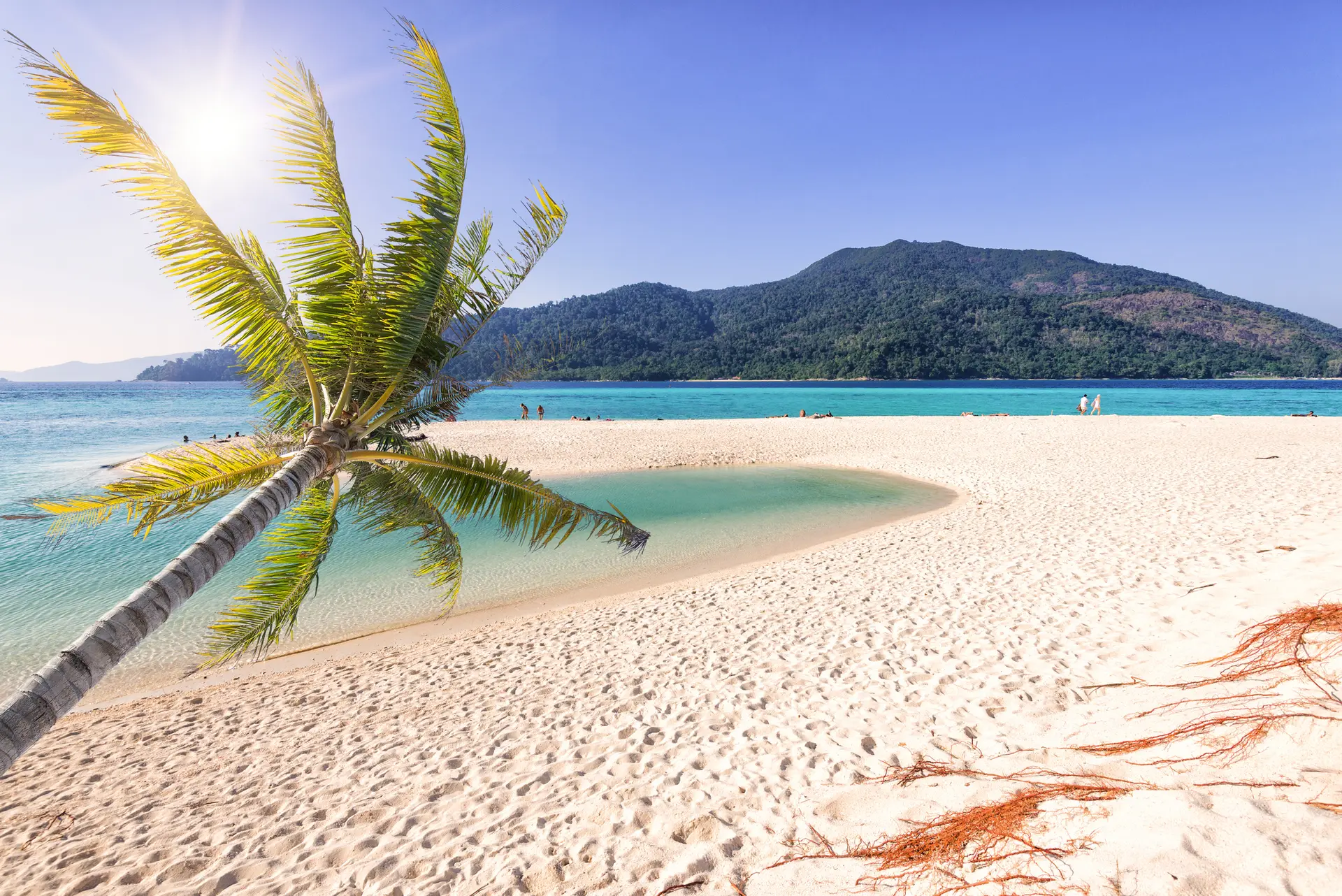 Koh lipe strand med palmetrae