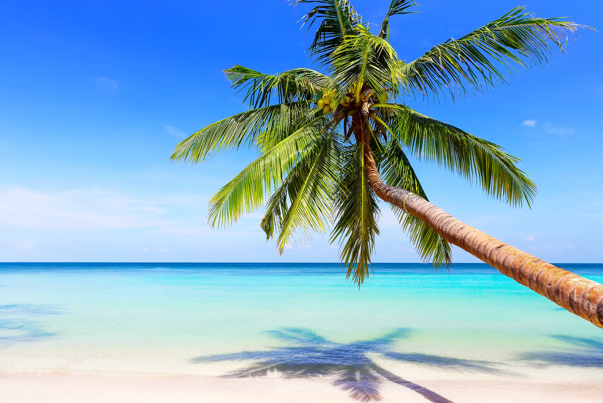 Strand palme koh tao