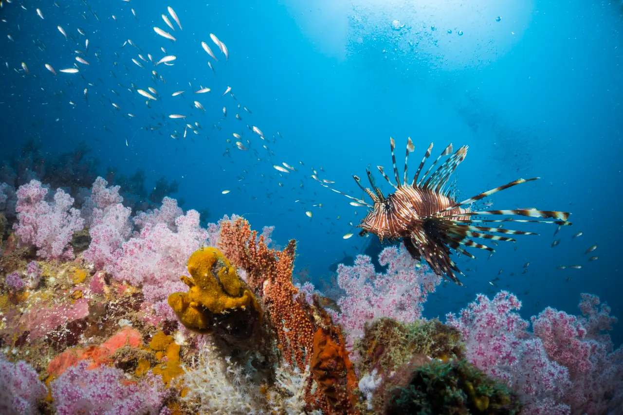 Dragefisk snorkling ved Similan oen