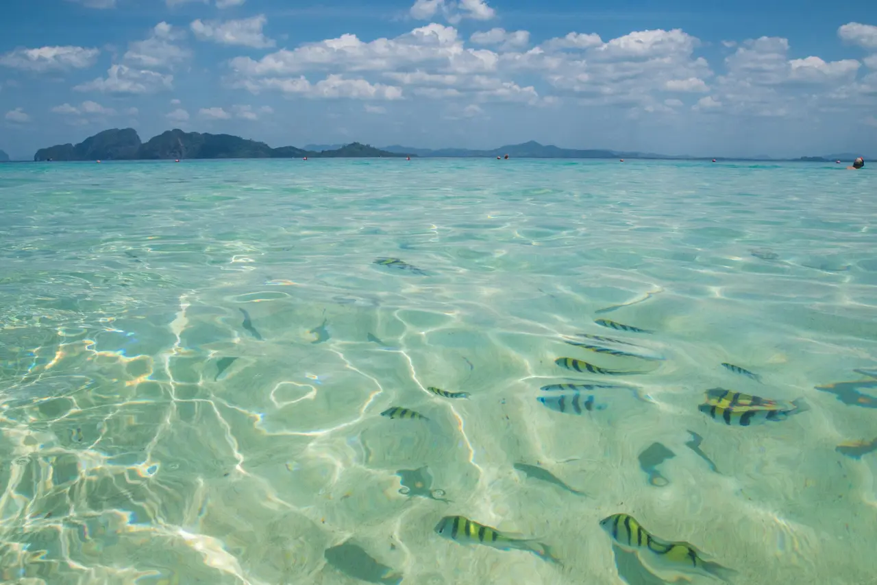 Fisk i klart vand ved Koh Kradan 1