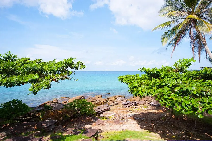 Palmetræ på det tropiske Koh Kood Beach Resort i Thailand