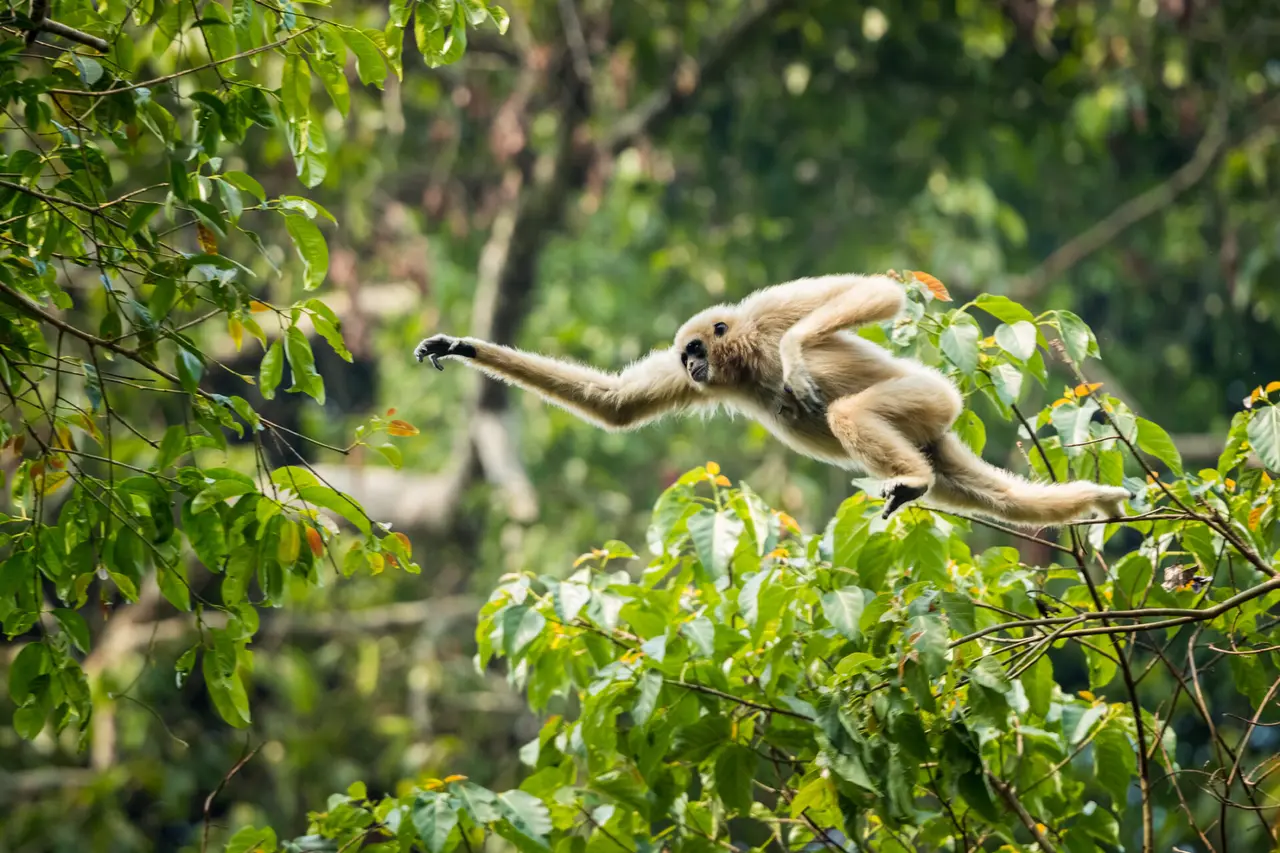 Hvidhandet gibbon i khao Yai National Park