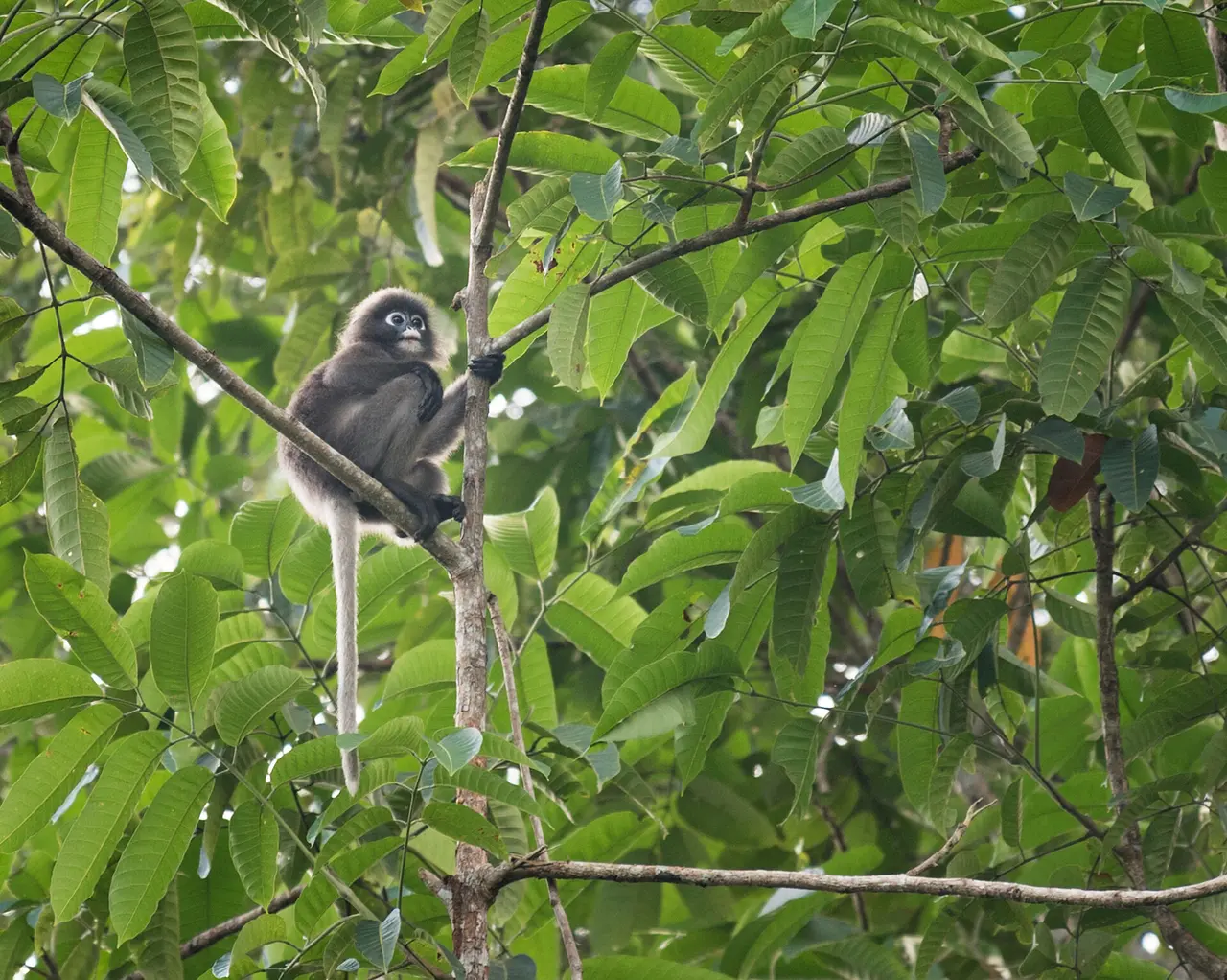 Langur abe Khao Sok National Park