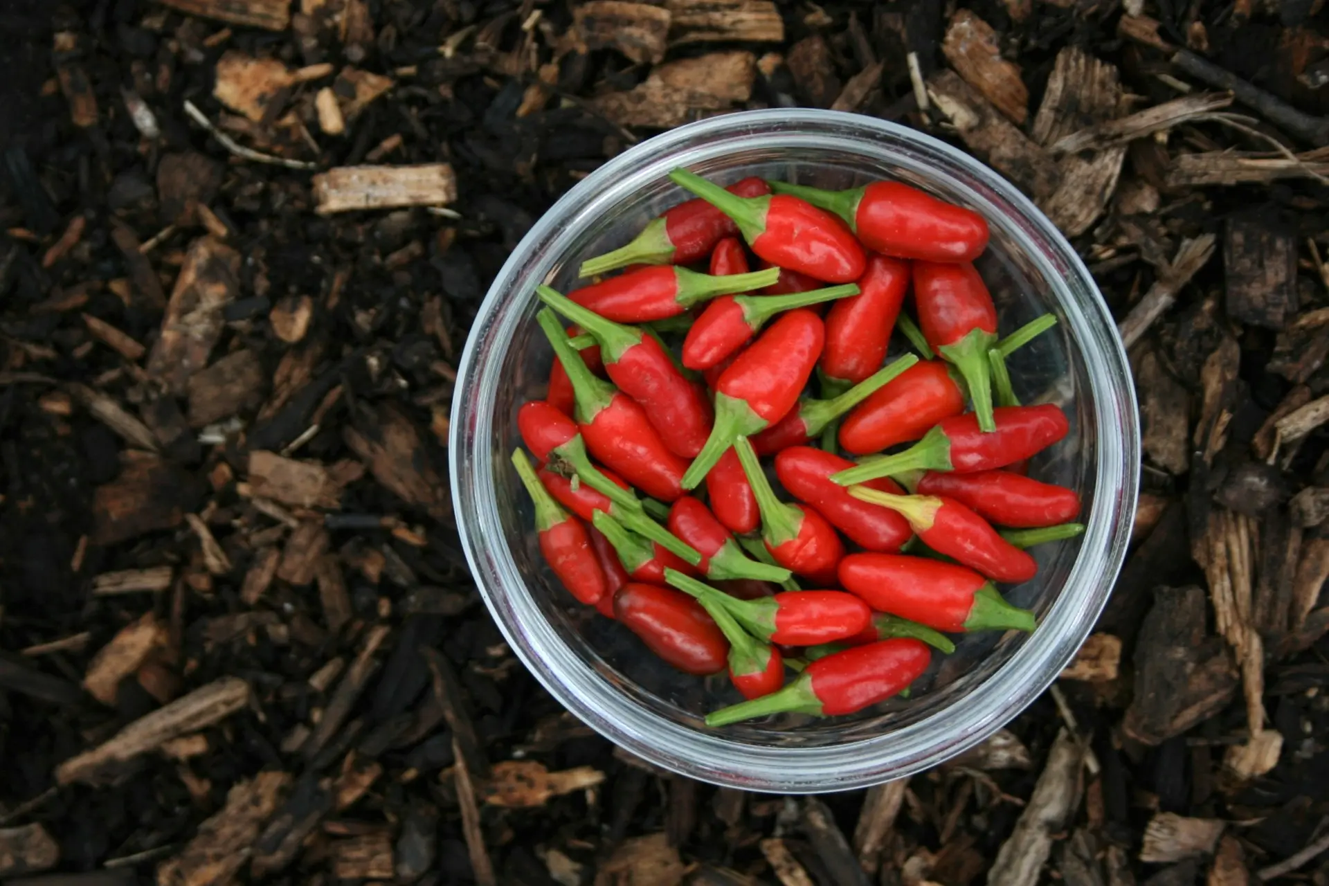 Chilli Thailand unsplash
