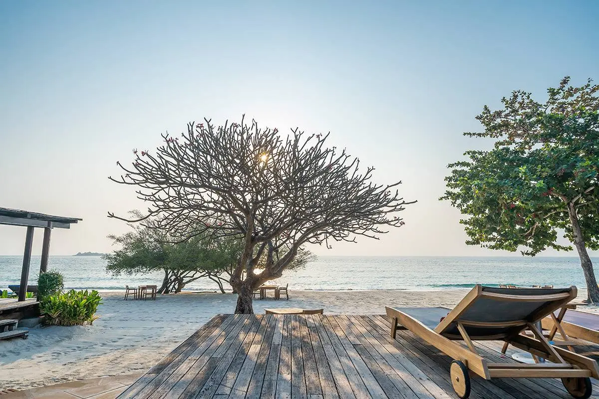 Paradee ikonisk trae ved stranden