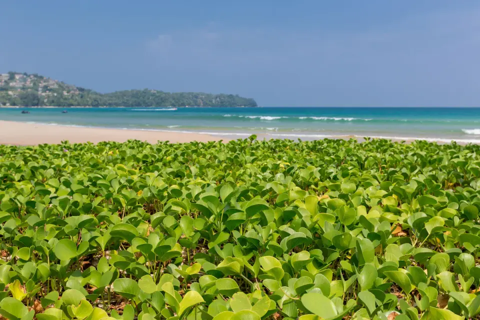 Sunwing Bangtao Beach frodig vegetation ved stranden