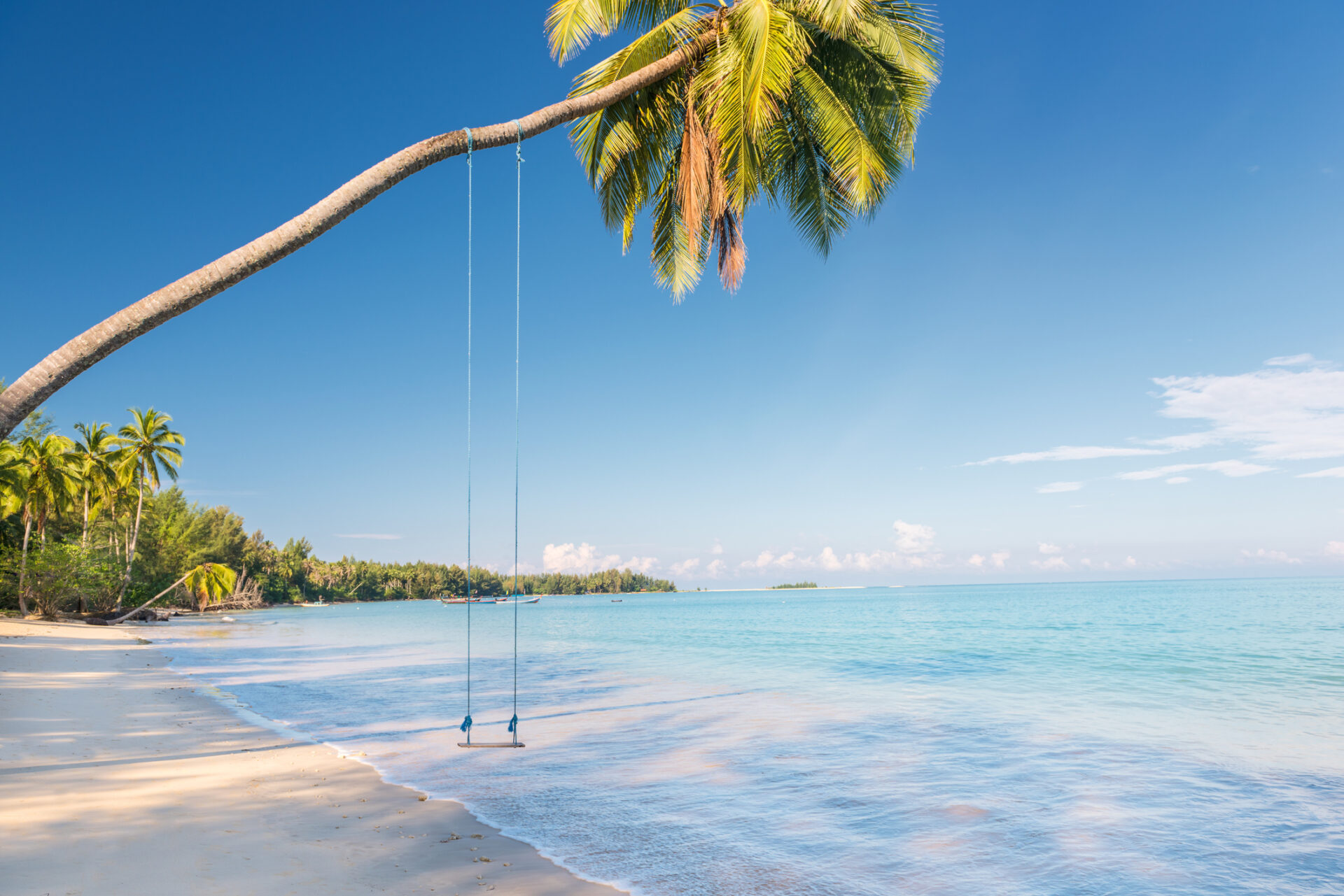 Palmetræ på strand med gynge