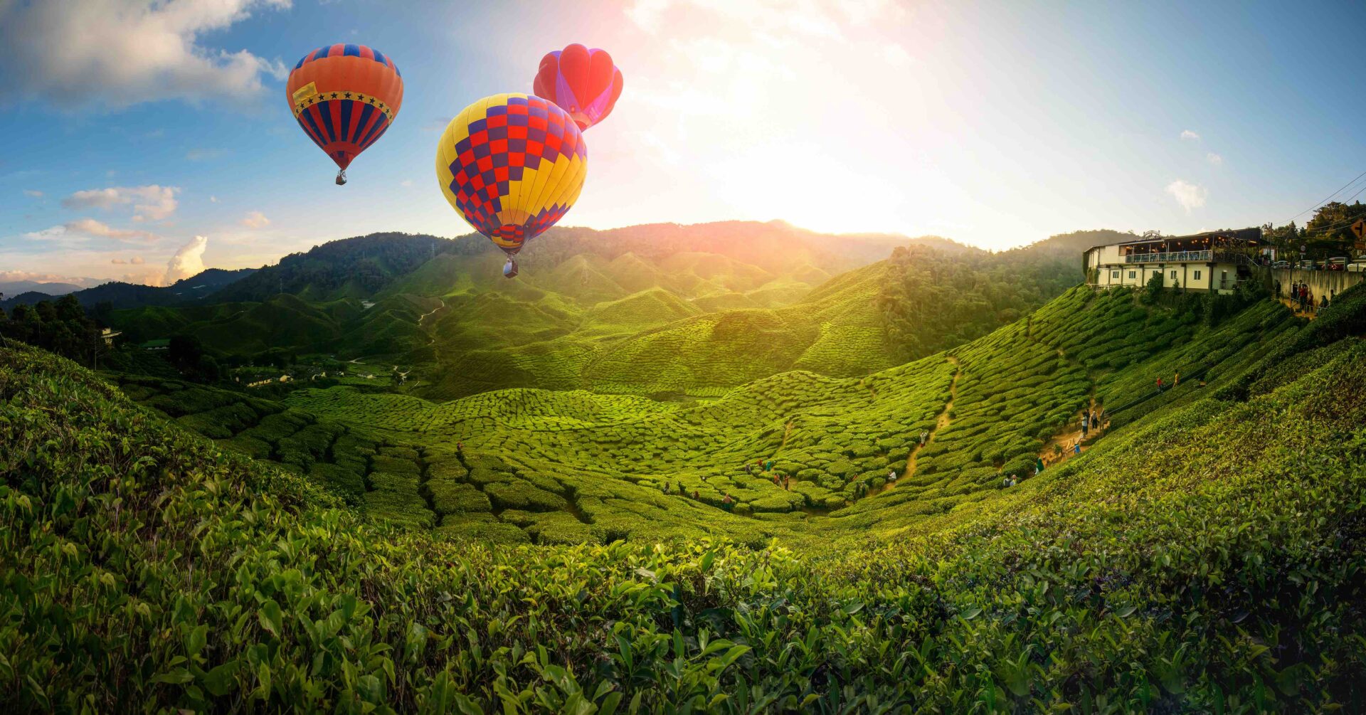 Teplantage i Cameron Highlands, Malaysia