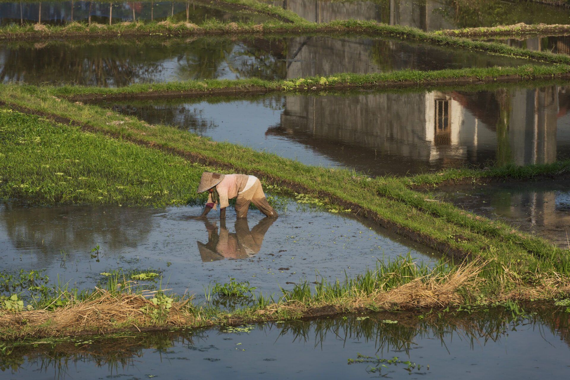 Rismarker i Ubud, Bali