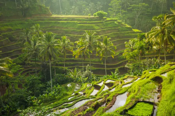 Rismark i Ubud